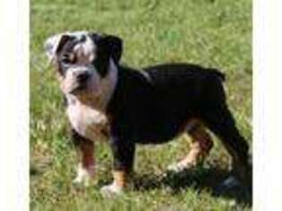 Olde English Bulldogge Puppy for sale in Inver Grove Heights, MN, USA