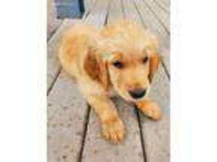 Golden Retriever Puppy for sale in Hartsel, CO, USA