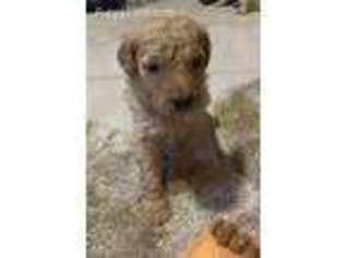 Goldendoodle Puppy for sale in Gurley, AL, USA