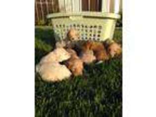 Goldendoodle Puppy for sale in Kenton, OH, USA