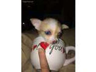 Chihuahua Puppy for sale in Dearborn Heights, MI, USA