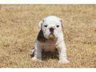 Bulldog Puppy for sale in Grapevine, TX, USA