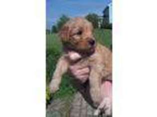 Mutt Puppy for sale in SANBORN, NY, USA