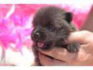 Pomeranian Puppy for sale in Umatilla, FL, USA