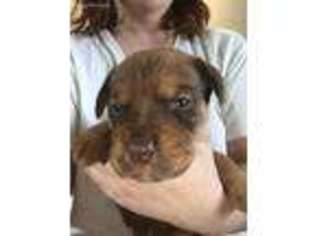 Mastiff Puppy for sale in Kittanning, PA, USA