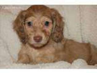 Dachshund Puppy for sale in Salem, OR, USA