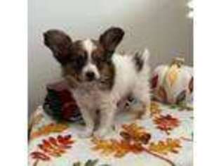 Papillon Puppy for sale in Martinsville, IN, USA