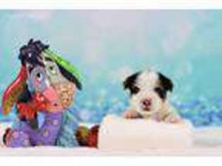 Biewer Terrier Puppy for sale in Baton Rouge, LA, USA