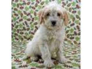 Saint Berdoodle Puppy for sale in Ipswich, SD, USA