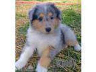 Collie Puppy for sale in Lakeside, MT, USA