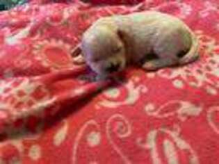 Mutt Puppy for sale in Stewart, MN, USA