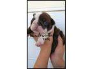 Bulldog Puppy for sale in Jesup, GA, USA