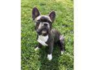 French Bulldog Puppy for sale in Avon, IN, USA