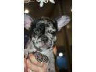 French Bulldog Puppy for sale in Milford, MA, USA