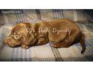 Dachshund Puppy for sale in Gatesville, TX, USA