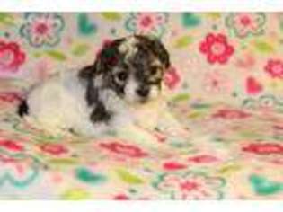 Havanese Puppy for sale in Leander, TX, USA
