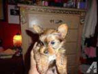 Yorkshire Terrier Puppy for sale in GOBLES, MI, USA