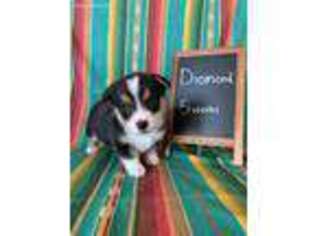 Pembroke Welsh Corgi Puppy for sale in Lancaster, MO, USA