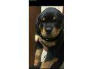 Rottweiler Puppy for sale in Saint Maries, ID, USA