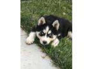 Siberian Husky Puppy for sale in Oroville, CA, USA