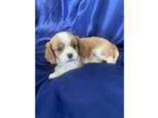 Cavalier King Charles Spaniel Puppy for sale in Latham, MO, USA