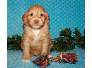 Labradoodle Puppy for sale in Ligonier, IN, USA