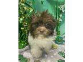 Havanese Puppy for sale in Binghamton, NY, USA