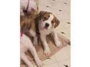 American Bulldog Puppy for sale in Fort Collins, CO, USA