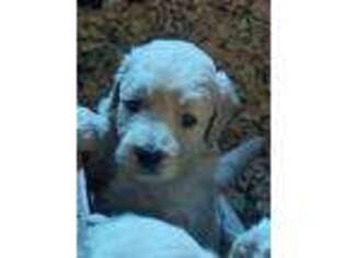 Goldendoodle Puppy for sale in Hillsdale, NY, USA