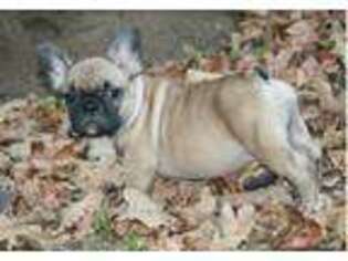 French Bulldog Puppy for sale in Drummond, OK, USA