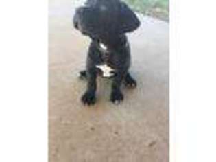 Cane Corso Puppy for sale in Lubbock, TX, USA