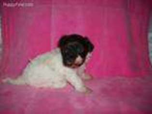 Havanese Puppy for sale in Celina, OH, USA
