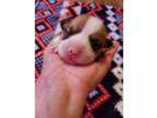 Pembroke Welsh Corgi Puppy for sale in Argyle, IA, USA
