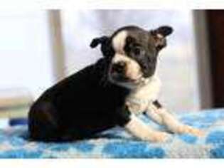 Boston Terrier Puppy for sale in Hagerstown, IN, USA