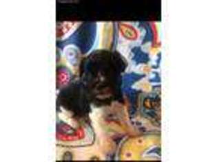 Mutt Puppy for sale in Deridder, LA, USA