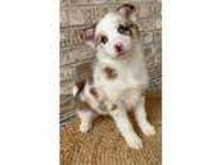 Mutt Puppy for sale in Seaford, VA, USA