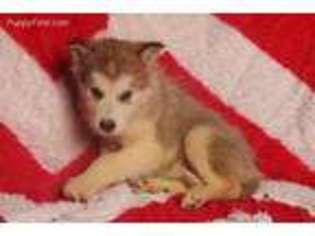 Alaskan Malamute Puppy for sale in Nashville, MI, USA