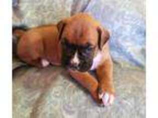 Boxer Puppy for sale in Rocky Mount, VA, USA