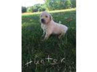 Golden Retriever Puppy for sale in Sturgis, MI, USA