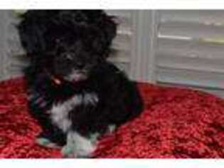 Havanese Puppy for sale in Atlanta, GA, USA