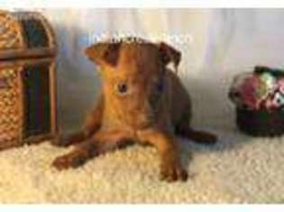 Miniature Pinscher Puppy for sale in Bowling Green, MO, USA