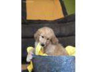Goldendoodle Puppy for sale in Thorntown, IN, USA