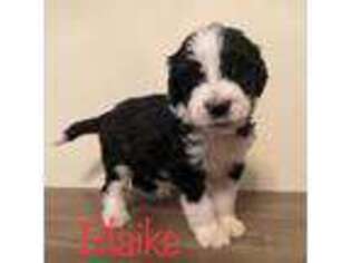 Mutt Puppy for sale in Littleton, MA, USA