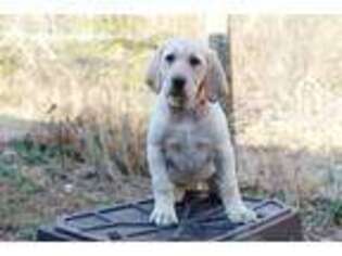 Labrador Retriever Puppy for sale in Bridgewater, VA, USA