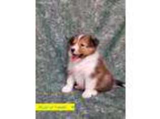 Shetland Sheepdog Puppy for sale in New Waverly, TX, USA
