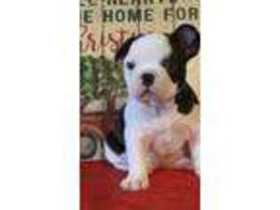 Buggs Puppy for sale in Greenville, MO, USA