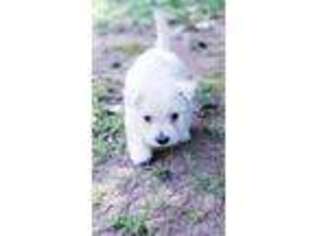 West Highland White Terrier Puppy for sale in OCALA, FL, USA