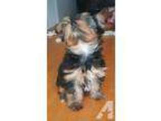 Yorkshire Terrier Puppy for sale in SANTEE, CA, USA