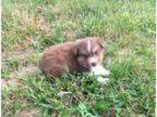 Miniature Australian Shepherd Puppy for sale in Pine Knot, KY, USA