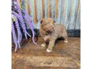 Mutt Puppy for sale in Saint Joseph, MN, USA